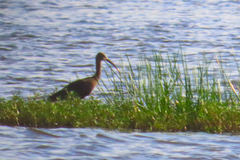 Plegadis falcinellus