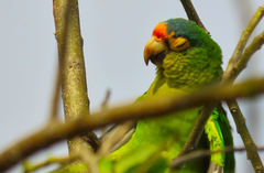 Eupsittula canicularis
