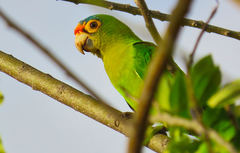 Eupsittula canicularis