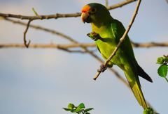 Eupsittula canicularis