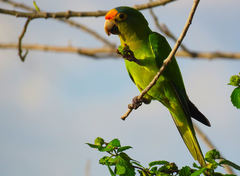 Eupsittula canicularis