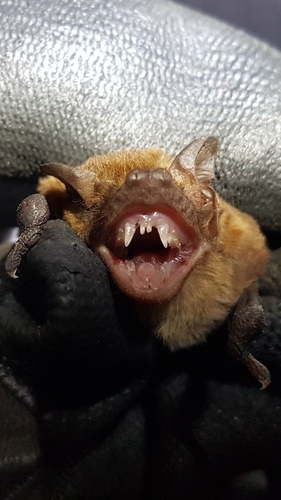 Dwarf Dog-faced Bat