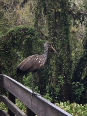 Aramus guarauna image