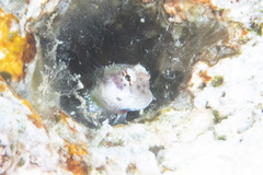 Glyptoparus delicatulus