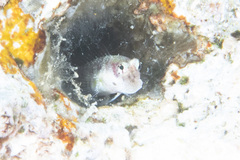 Glyptoparus delicatulus