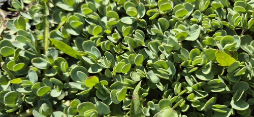 Noccaea germanii, photograph 1