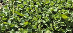 Noccaea germanii, photograph Modest_Reindeer, CC BY, iNaturalist via GBIF