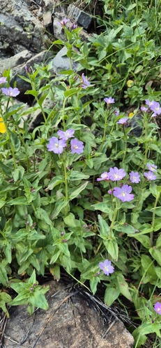 Epilobium algidum (Epilobium algidum)