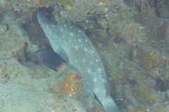 Epinephelus coeruleopunctatus
