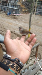 Alcippe brunneicauda