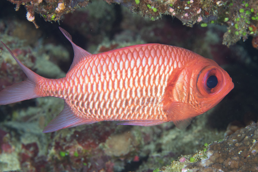 Blacktip soldierfish (Myripristis hexagona) — Holocentridae