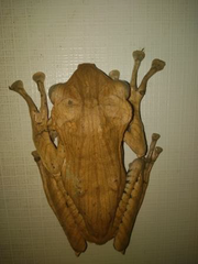 Polypedates otilophus