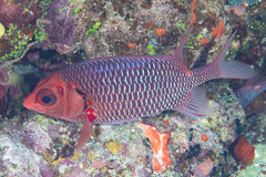 Sargocentron violaceum