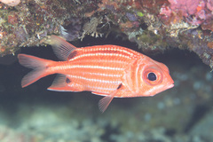 Sargocentron cornutum