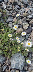 Tripleurospermum caucasicum, photograph (c) Modest_Reindeer, some rights reserved (CC BY)
