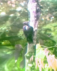 Reinwardtipicus validus