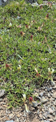 Trifolium polyphyllum, photograph 4