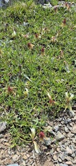 (c) Modest_Reindeer, some rights reserved (CC BY) Trifolium polyphyllum, photograph (c) Modest_Reindeer, some rights reserved (CC BY)