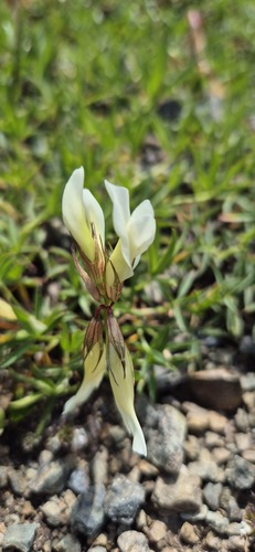 Trifolium polyphyllum, photograph 3