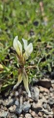 (c) Modest_Reindeer, some rights reserved (CC BY) Trifolium polyphyllum, photograph (c) Modest_Reindeer, some rights reserved (CC BY)