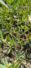 (c) Modest_Reindeer, some rights reserved (CC BY) Trifolium polyphyllum, photograph (c) Modest_Reindeer, some rights reserved (CC BY)