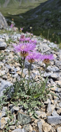 Psephellus caucasicus, photograph 1