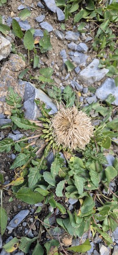 Jurinea moschus, photograph 5