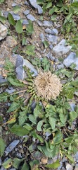 Jurinea moschus, photograph (c) Modest_Reindeer, some rights reserved (CC BY)