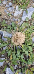 Jurinea moschus, photograph (c) Modest_Reindeer, some rights reserved (CC BY)