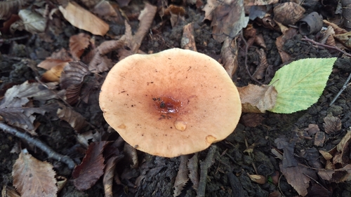 Lactarius decipiens — (c) yellowplant, some rights reserved (CC BY)