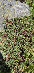 (c) Modest_Reindeer, some rights reserved (CC BY) Sibbaldia parviflora, photograph (c) Modest_Reindeer, some rights reserved (CC BY)