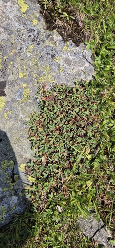 Sibbaldia parviflora, photograph 5