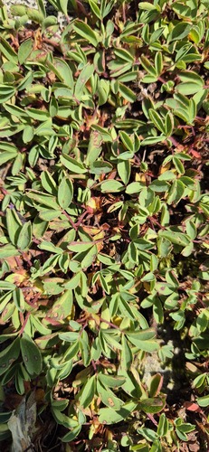 Sibbaldia parviflora, photograph 6