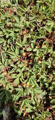 Sibbaldia parviflora, photograph (c) Modest_Reindeer, some rights reserved (CC BY)
