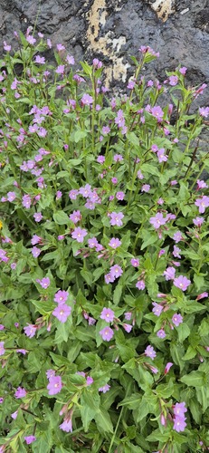 Epilobium algidum (Epilobium algidum)