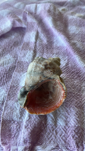 Veined Rapa Whelk