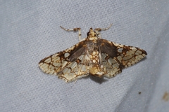 Omphisa anastomosalis