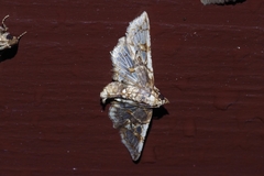 Omphisa anastomosalis