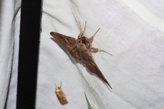 Ischyja ferrifracta