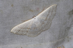 Scopula coniaria