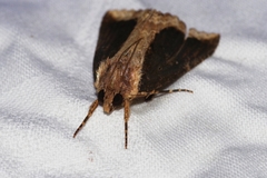 Ercheia dubia