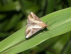Hypena zillana