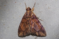 Ercheia dubia