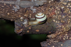 Satsuma
