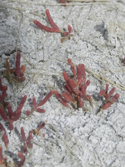 Salicornia rubra