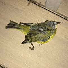 Leiothlypis ruficapilla