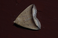 Simplicia mistacalis