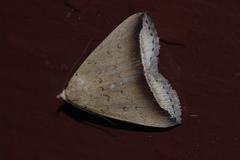 Simplicia mistacalis