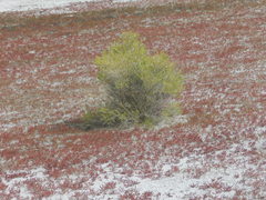 Salicornia rubra
