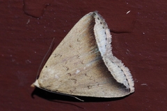 Simplicia mistacalis